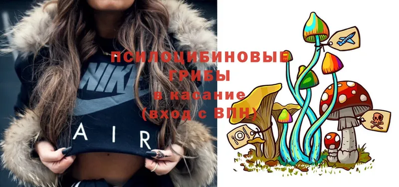 Псилоцибиновые грибы Psilocybe  Белебей 